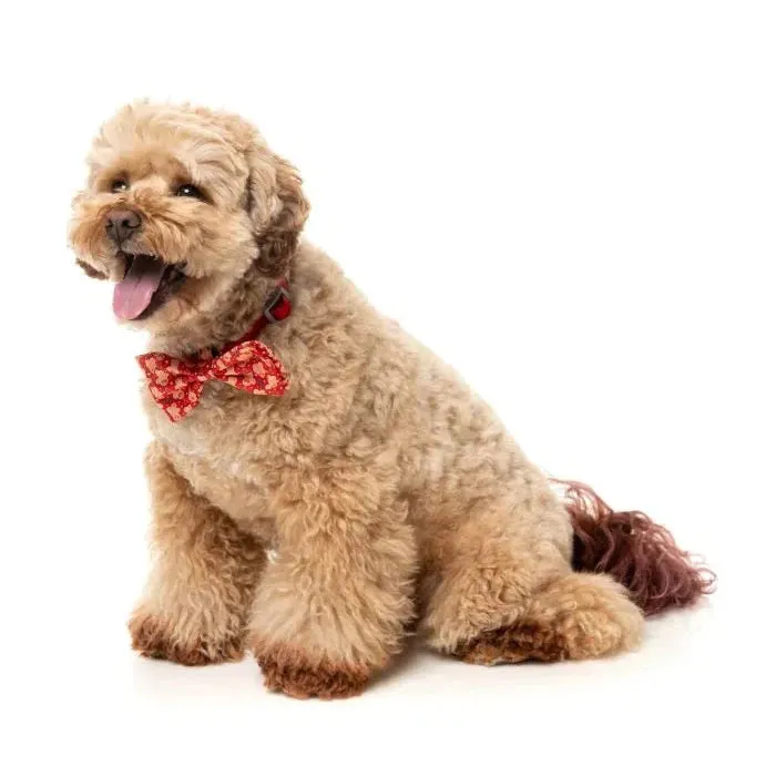 FuzzYard Christmas Holly Jolly Cookies Dog Bandana and Bow Tie Set Medium to Large