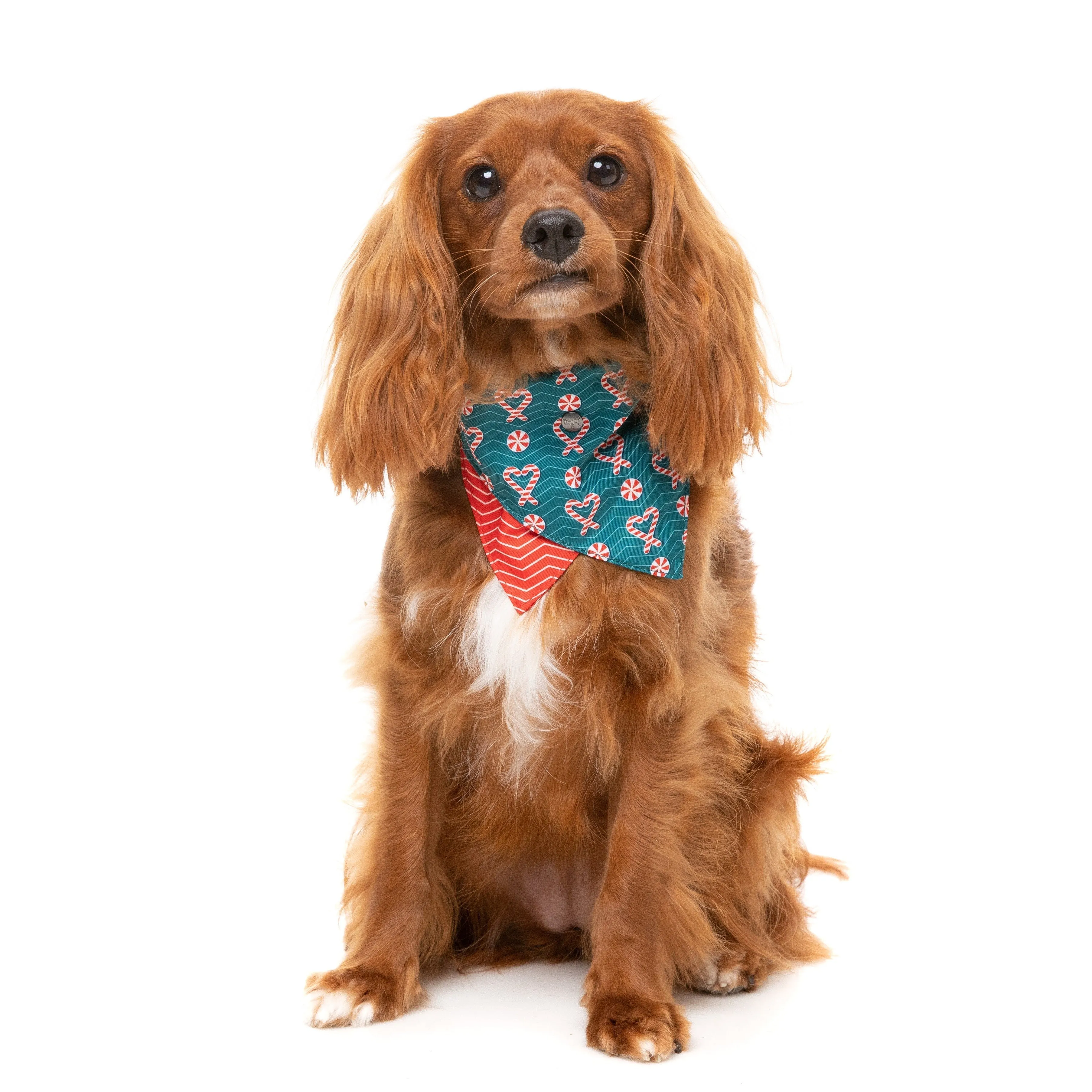 FuzzYard Christmas I Heart Candy Canes Dog Bandana and Bow Tie Set Small to Medium