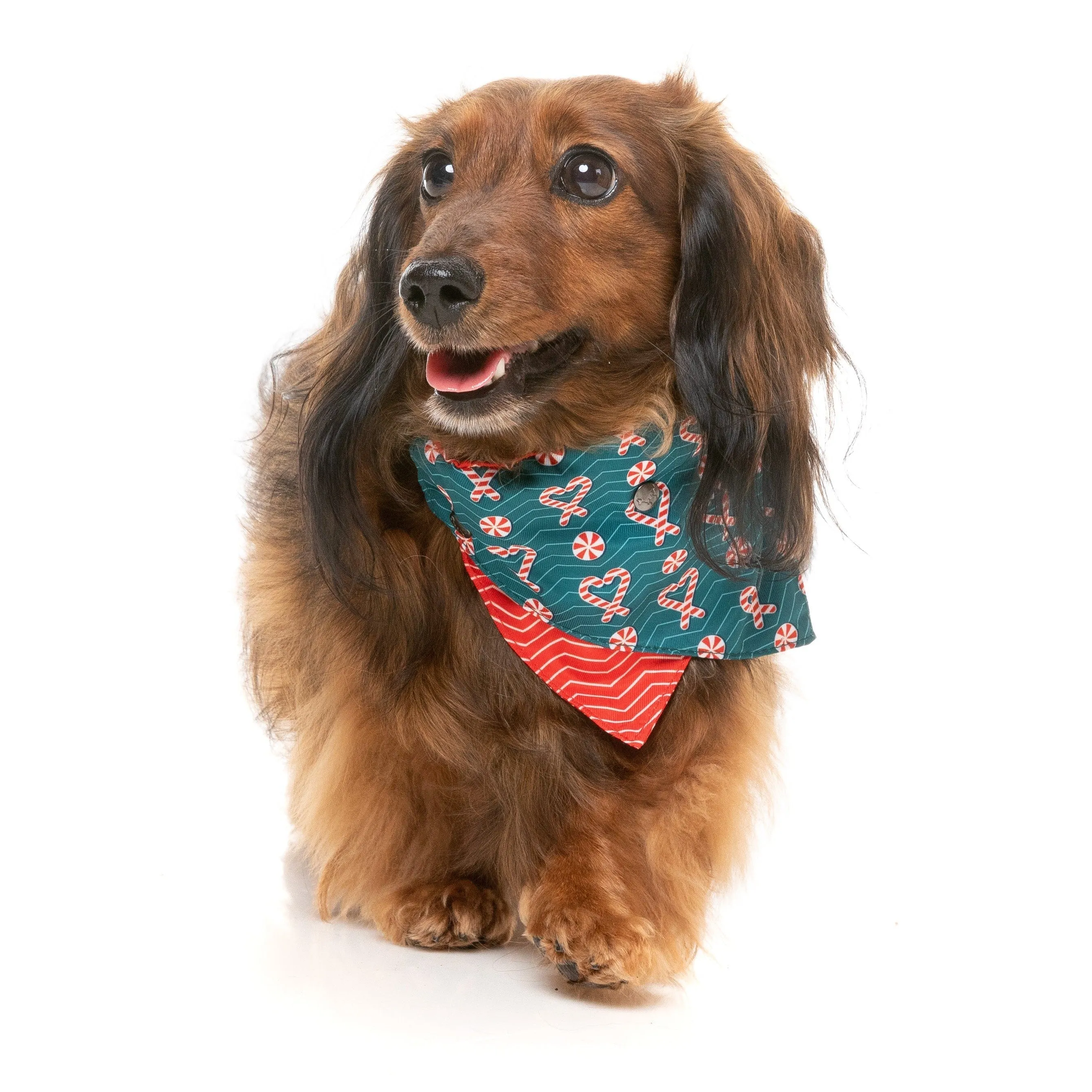 FuzzYard Christmas I Heart Candy Canes Dog Bandana and Bow Tie Set Small to Medium