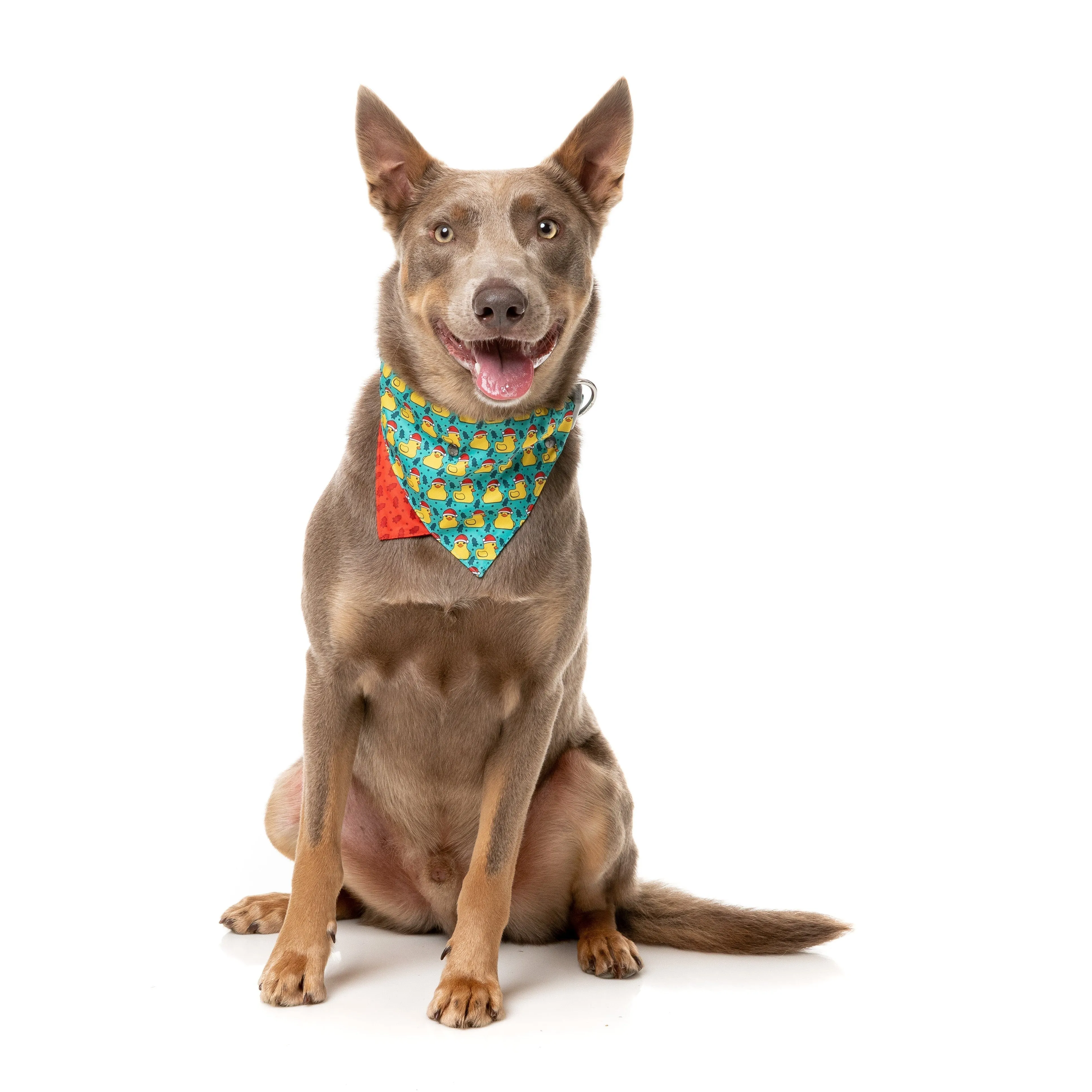 FuzzYard Christmas Merry Quackmas Dog Bandana and Bow Tie Set Medium to Large